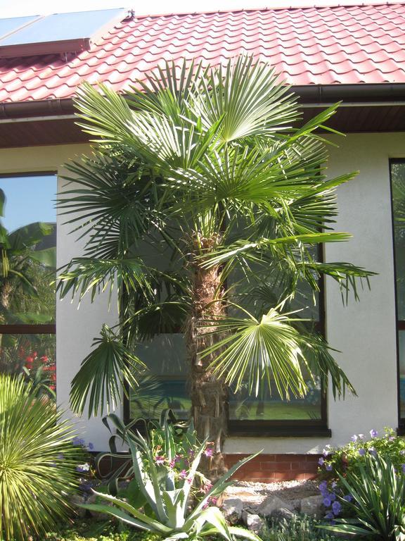 Pokoje Goscinne Pod Palmami Буско-Здруй Номер фото