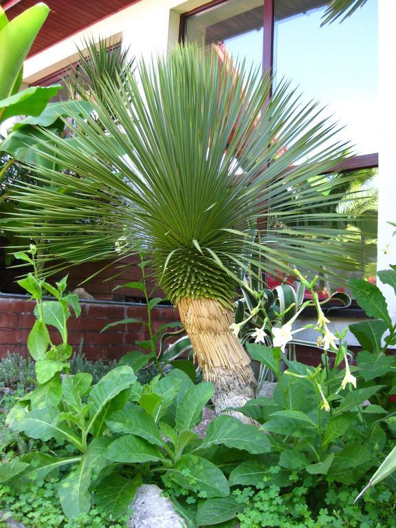 Pokoje Goscinne Pod Palmami Буско-Здруй Экстерьер фото